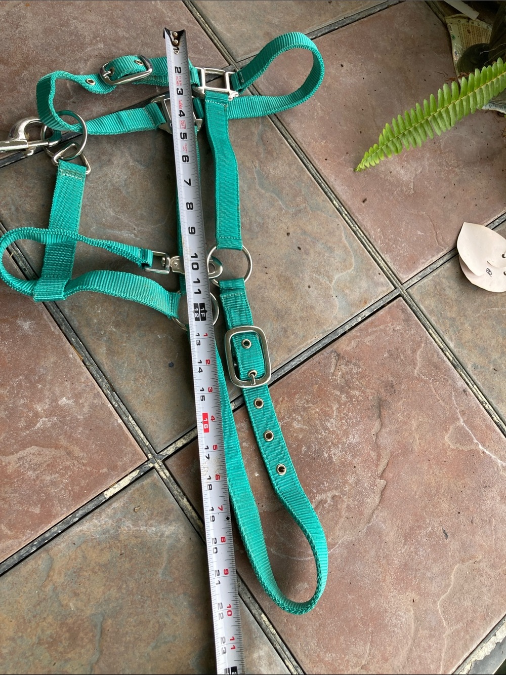 NWOT  Buckle nose Teal Horse Halter with Lead Rope - - Picture 3 of 5
